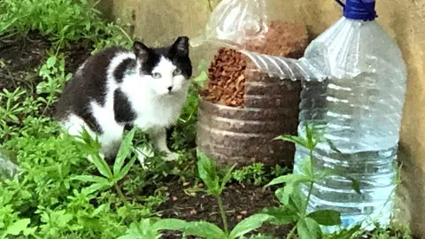 Colonias felinas Zamora