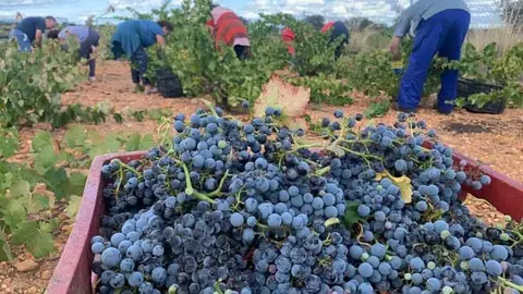 Vendimia vía Interbenavente.es