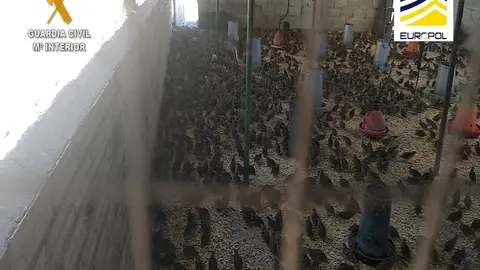 Operación GUATLLA para detectar la introducción de especies invasoras. Fotografía: GC