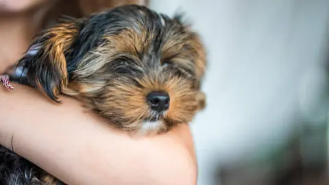 Yorkshire. Fotografía de archivo