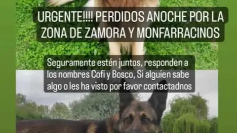 Perros perdidos. Cartel