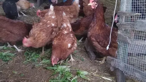 Gallinas en un corral