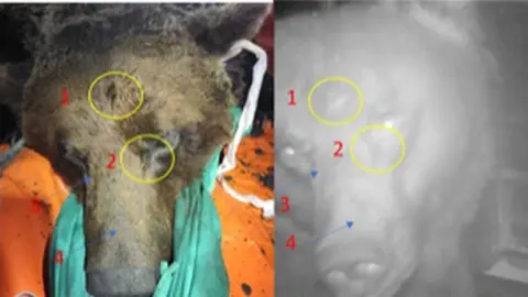 Detalles marcas cabeza. Foto del día de la captura y del 31 de agosto