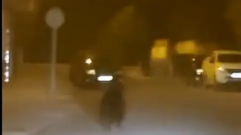 Oso en el centro de Ponferrada. Fotografía: @092ponferrada