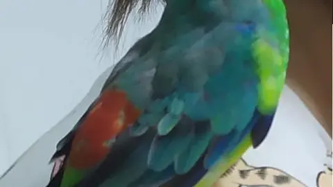 Kiwi, el pájaro extraviado en la zona de San José Obrero