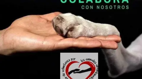 Animales Abandonados en Toro-Voluntariado