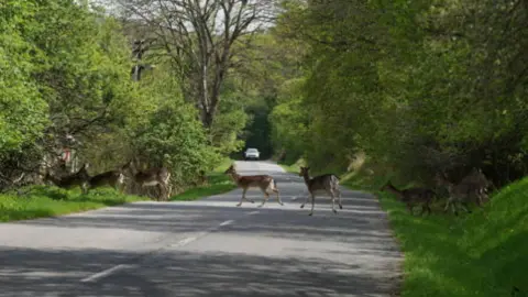 Corzos cruzando la carretera. Fotografía de archivo