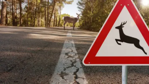 Animales carretera