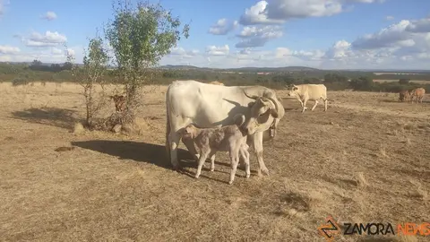 Vacas de una explotación de la provincia