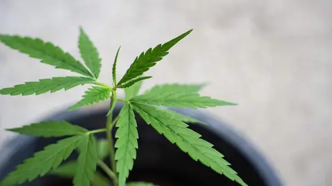 Marihuana