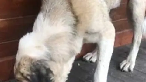 Un mastín comen el pienso que le echa un vecino. Imagen de archivo