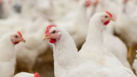 Gallinas. Fotografía de archivo