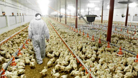 Granja avícola. Fotografía de archivo