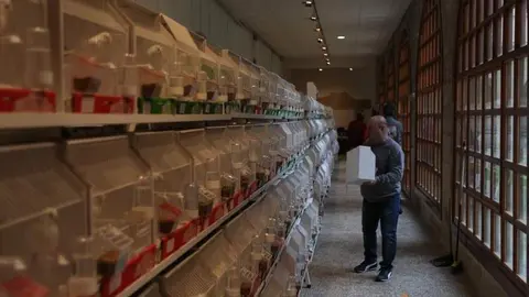 Ejemplares en el Colegio Universitario