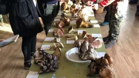Especies recogidas y expuestas en las Escuelas de Granja de Moreruela