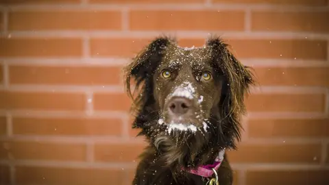 Temperatura Perros