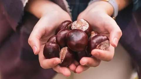 Castañas. Fotografía de archivo