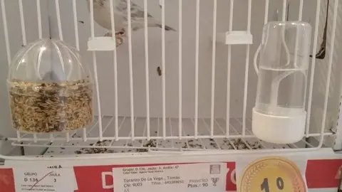 Uno de los ejemplares ganadores