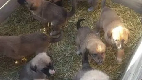 Los cachorros abandonados