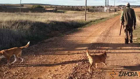 Un cazador con sus dos perros