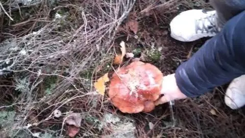 1recogidadesetas. Imagen de archivo