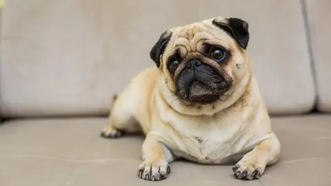 Carlino