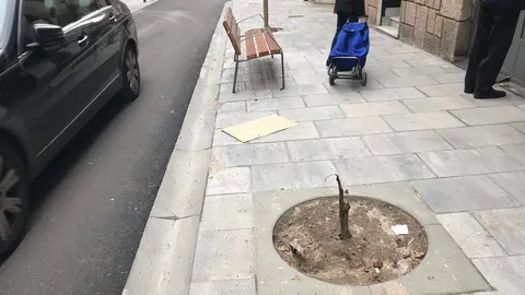 Árbol calle Travesia