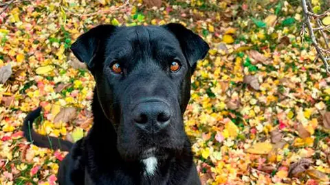 Tango vía Interbenavente.es