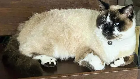 Gym, gato extraviado en Benavente