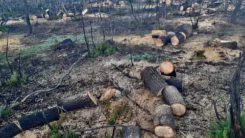 Tala de robles vivos Sierra de la Culebra