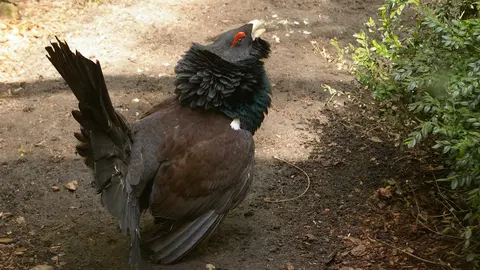 Urogallo cant&aacute;brico