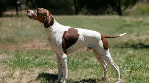 Perro de caza