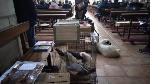 Subasta de San Antón (4)