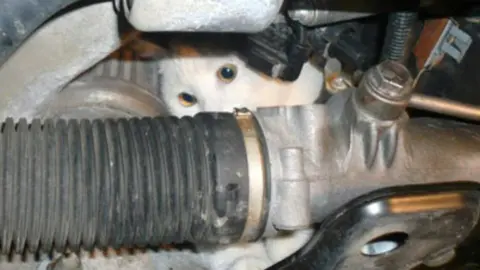 Gato escondido en el coche vía @policia