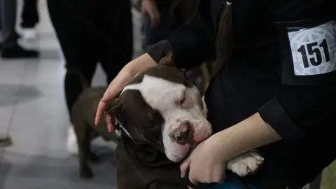 Certamen Euronationals 2023 American Bully_33