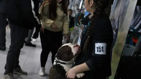 Certamen Euronationals 2023 American Bully_32