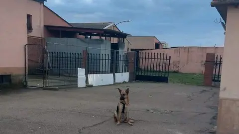 Perro en el refugio de Toro