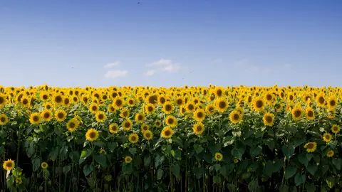 Campo de girasoles