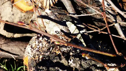 Corta de alisos en Boya