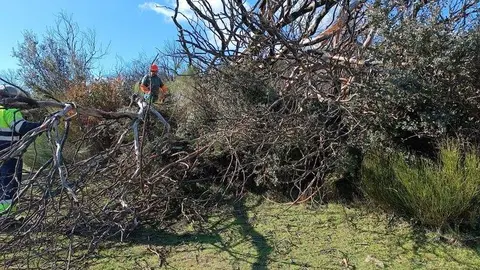 Recogida de leña (2)