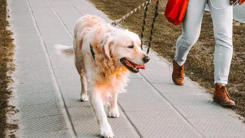 Fotografía de archivo de un perro