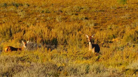 Muelas de los Caballeros