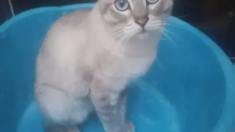 Imagen de Cholo, el gato que se ha escapado de su hogar en el barrio de San José Obrero