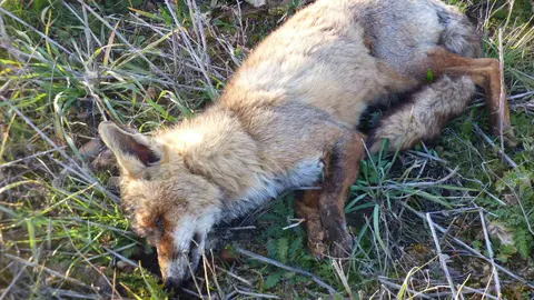 imagen del zorro ya sin vida