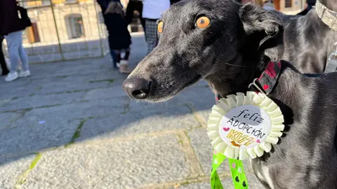 Animales Abandonado en Toro-Voluntariado