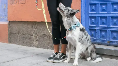 Foto archivo perro