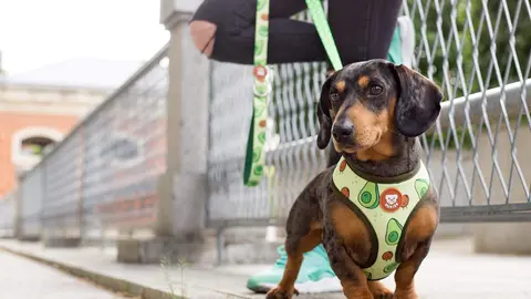 Foto archivo perro