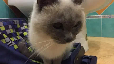 Gata con una ceguera total y una hernia inguinal abandonada en el recinto del Banco de España