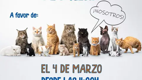 Donación arena Animales Abandonados en Toro