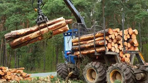 Saca de madera. Fotografía de archivo